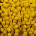 Tira Pom Pom - Amarillo Mostaza